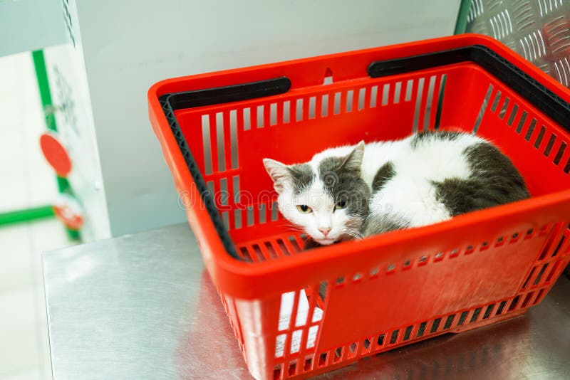 White cat lies in a red plastic shopping basket in a supermarket