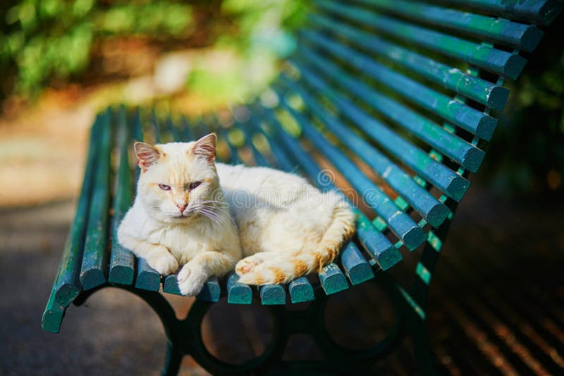 White Cat Lying on Bench Outdoors Stock Image Image of meow, nature 214064885