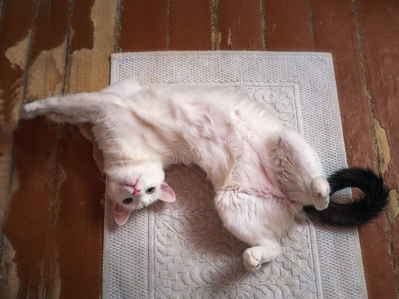 White Cat Lying On The Floor Paws Up In An Old Country House Stock