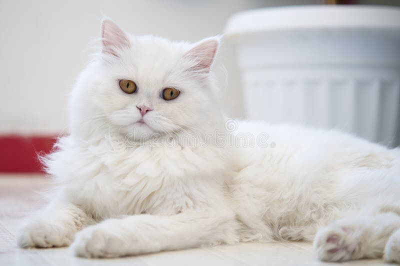 A White Cat Lying Gracefully on the Floor royalty free stock image