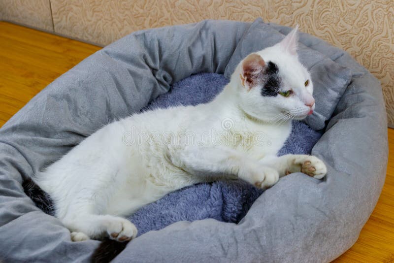 White Cat Lying in His Soft Cozy Cat Bed Stock Photo Image of muzzle