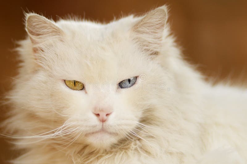 White Cat with One Blue Eye and One Green Eye Stock Photo Image of