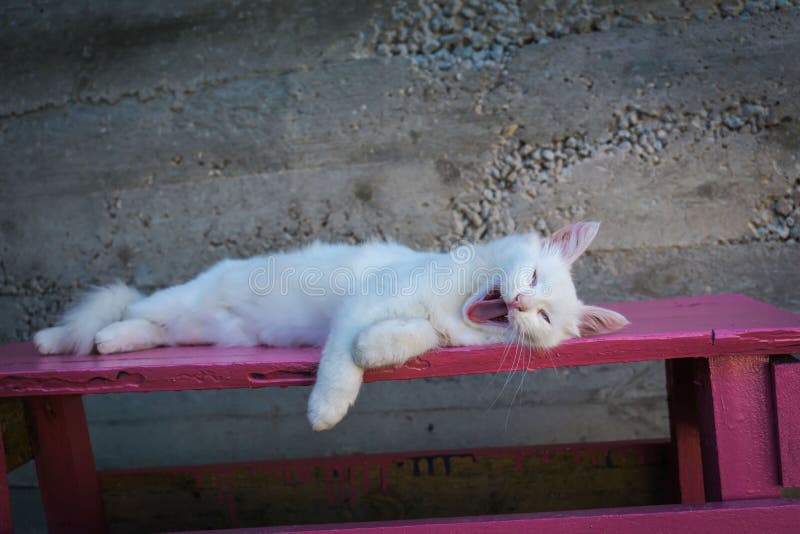 White cat on pink bench stock image. Image of pink, sweet 183558527