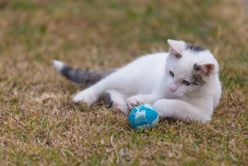 White Cat Playing with Blue Ball on the Grass Stock Photo Image of