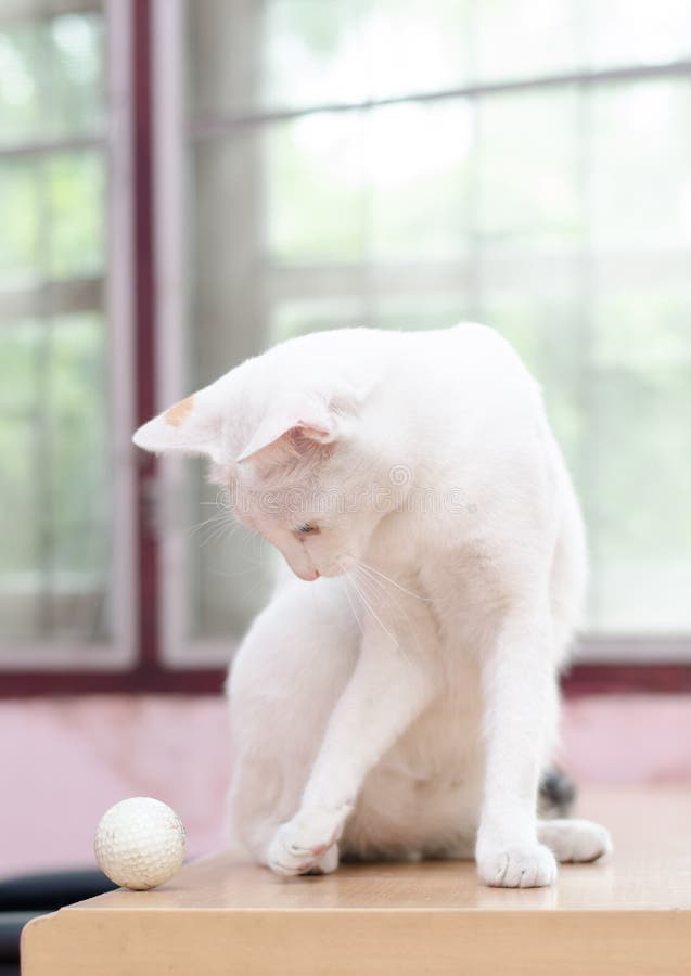 White Cat with Golf Ball on the Table Stock Image Image of move, bred