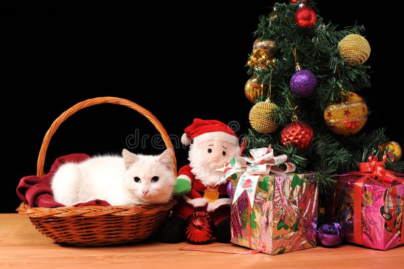 White cat playing with a Santa Claus