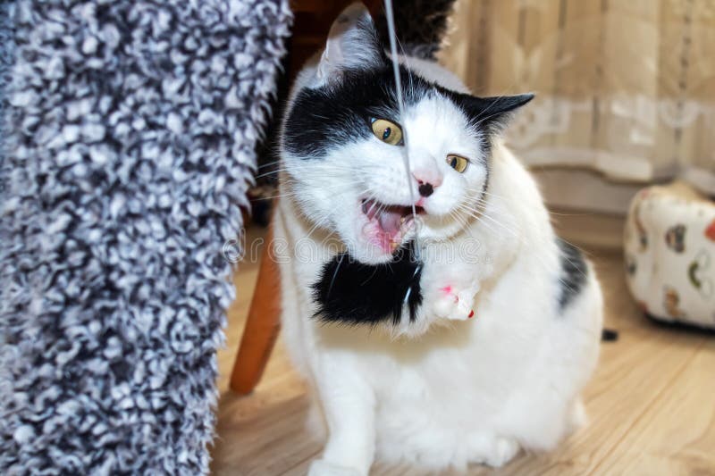 White cat playing with a toy closeup royalty free stock photo