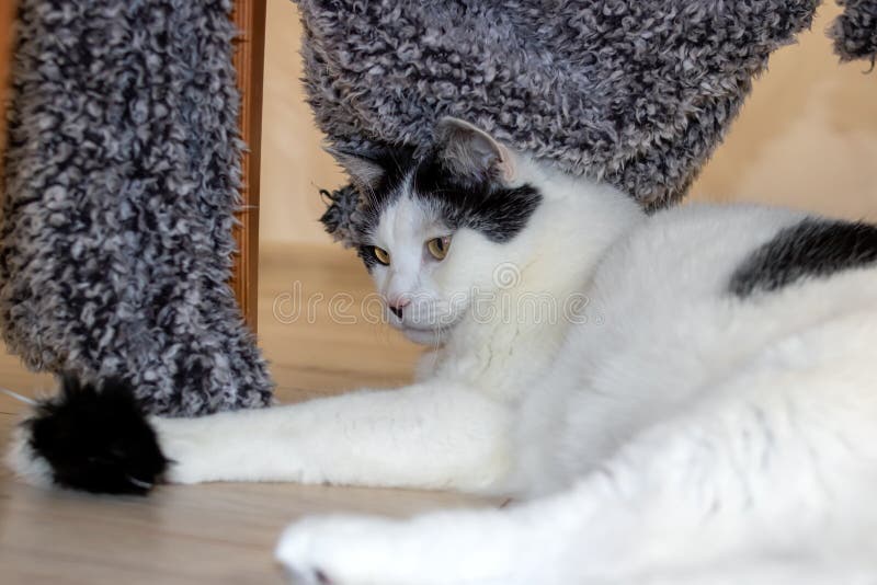 White cat playing with a toy closeup stock photos