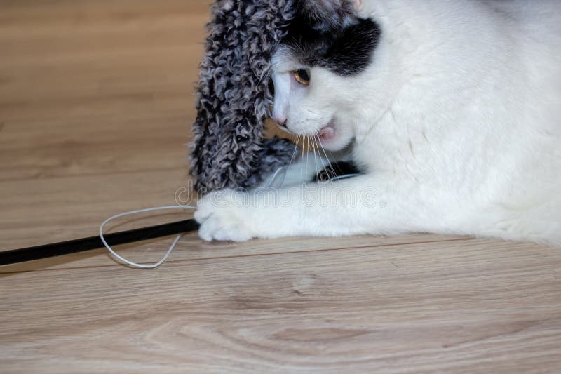 White cat playing with a toy closeup royalty free stock photography