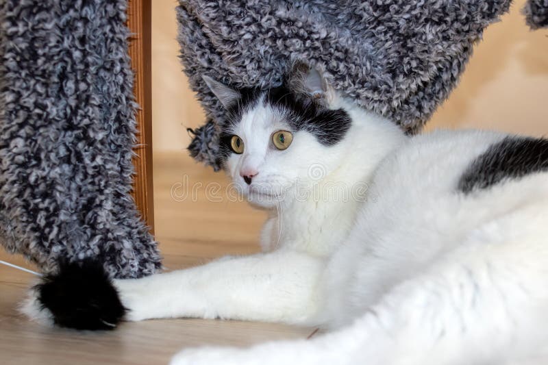 White cat playing with a toy closeup royalty free stock images