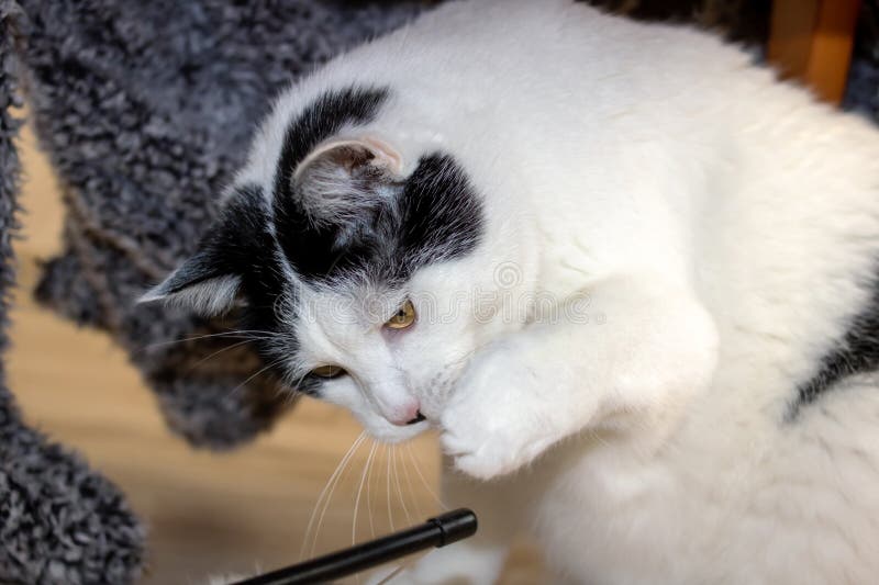 White cat playing with a toy closeup royalty free stock photos