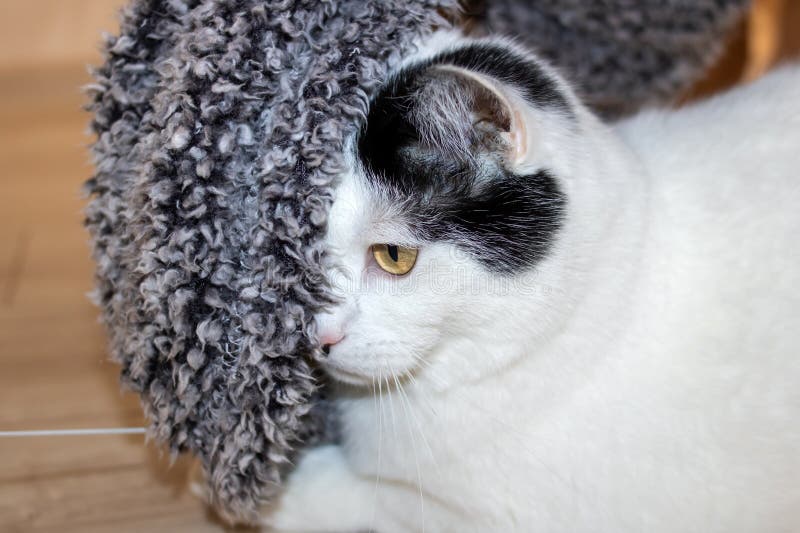 White cat playing with a toy closeup royalty free stock image