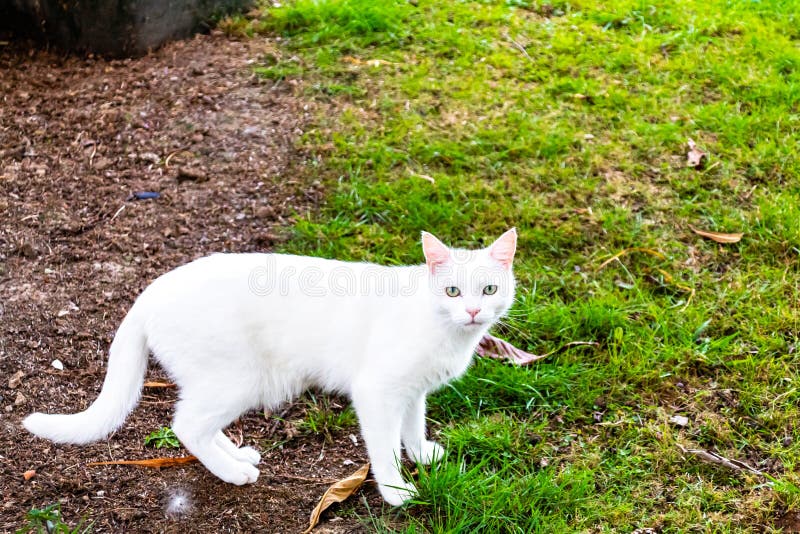 White cat prowling in the grass. Ranui, Auckland, New Zealand