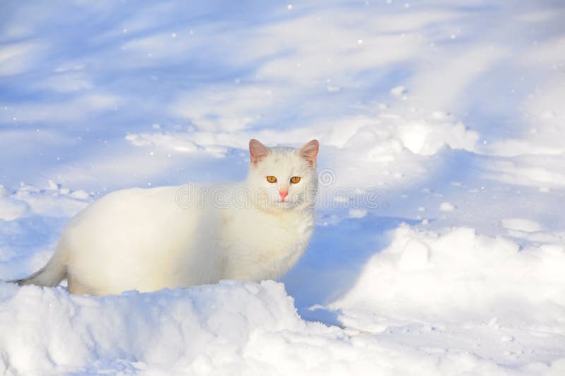 White Cat in Pure White Snow. Stock Image Image of white, sparkling
