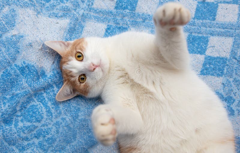 White cat with red spots stock image. Image of small 176919707