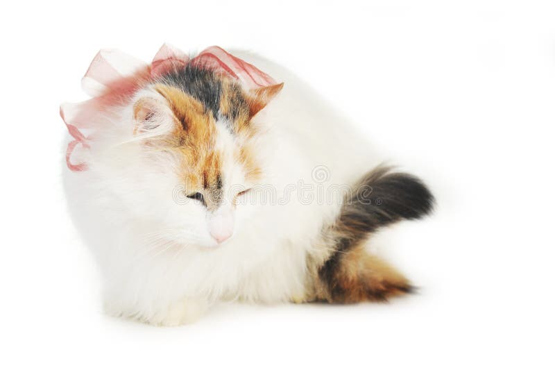 White Cat with Russet Stains Stock Image Image of curiosity, whisker 13205291