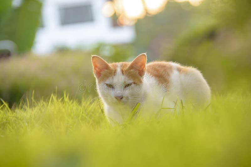 Cat Sit on Foot Path and Green Grass when Sunset Stock Image Image of kitty, gold 103760025