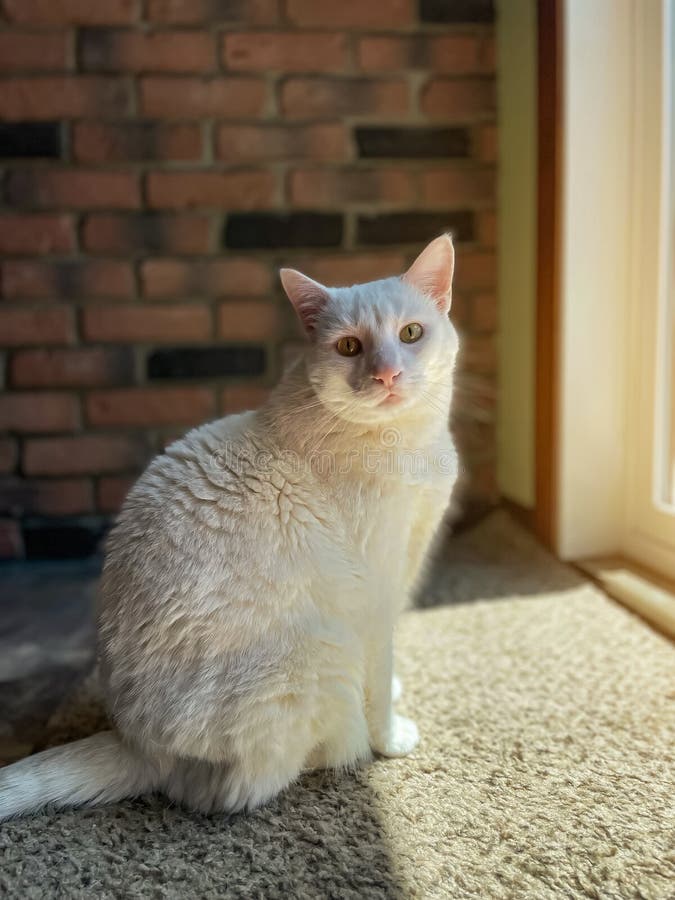 White cat sits on the windowsill in the rays of the sun royalty free stock photography