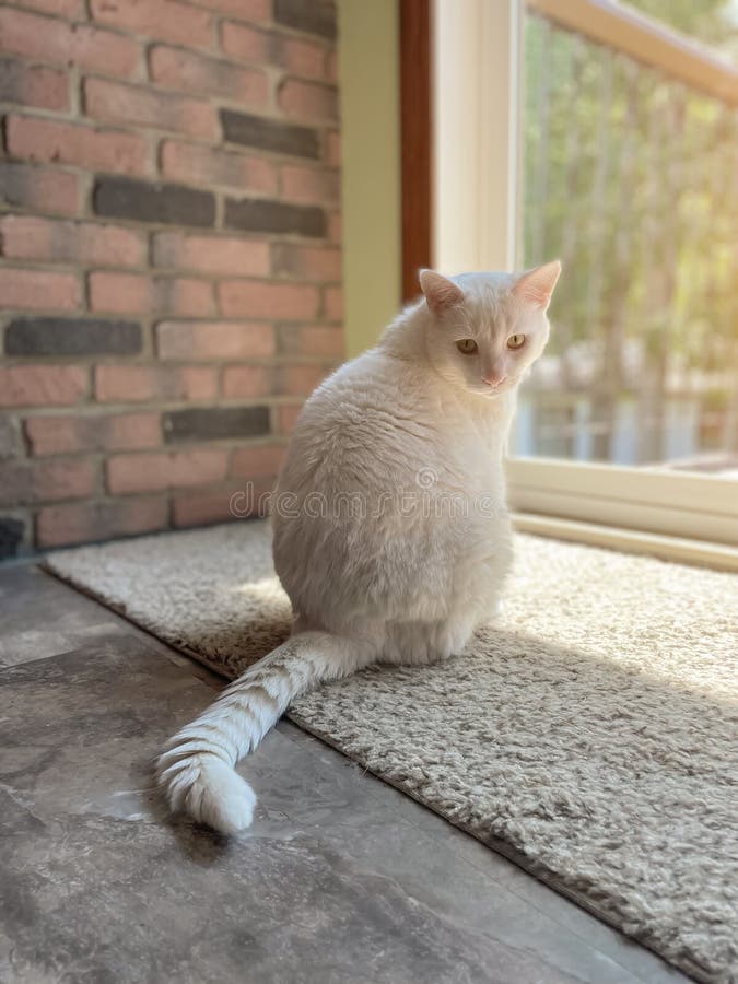 White cat sits on the windowsill in the rays of the sun stock photo