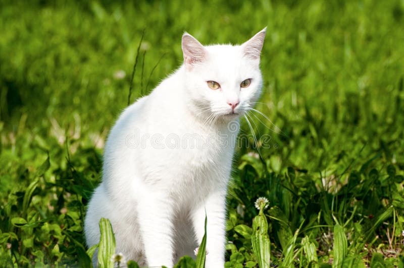 White cat stock photo White cat stock photo