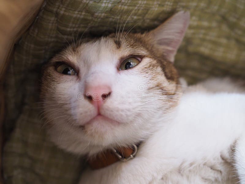 White Cat Sleeping and Looking Eyes Staring, Health Care for Sick Pet  Concept Stock Photo - Image of depression, laboratory: 184377062