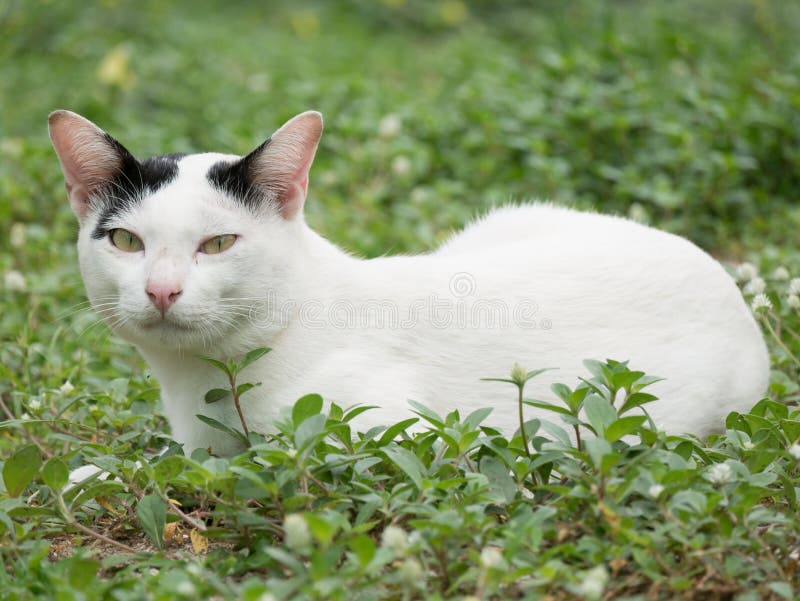 White Cat with Small Black Spots on Its Earr Stock Photo Image of