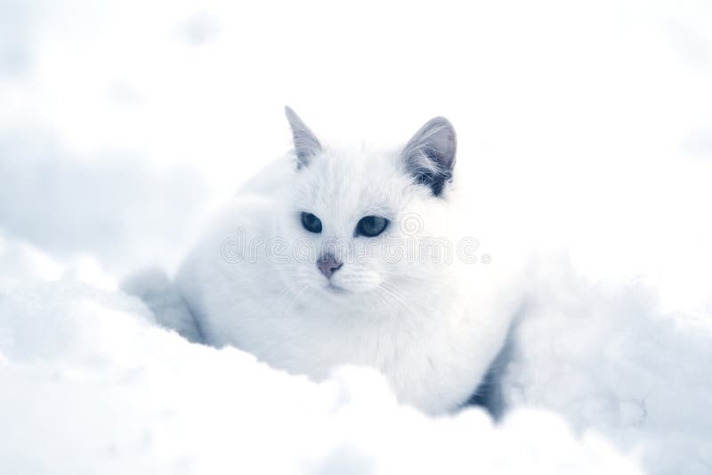 White cat in snow stock photo. Image of white, light 22501032