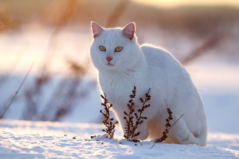 White cat on snow