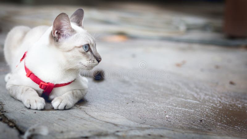 White cat squatting on the floor and look outside