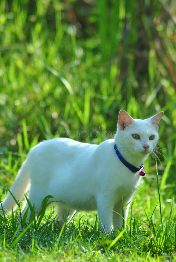 White cat stock photo. Image of looking, field, grass 79191060