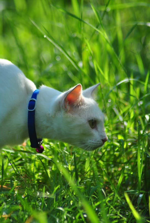 White cat stock image. Image of prey, looking, animal 79191063