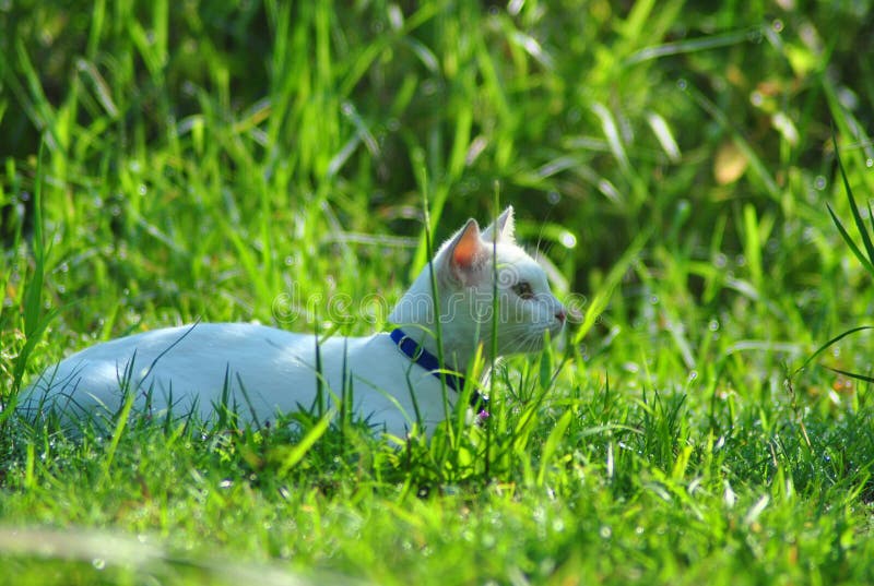 White cat stock image. Image of animal, prey, green, field 79191067