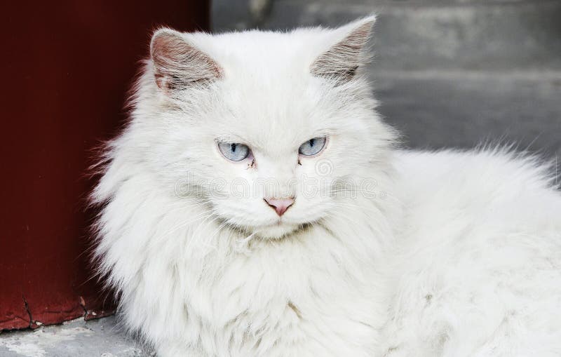 White cat stare stock photo. Image of white, friends, cute 7070690