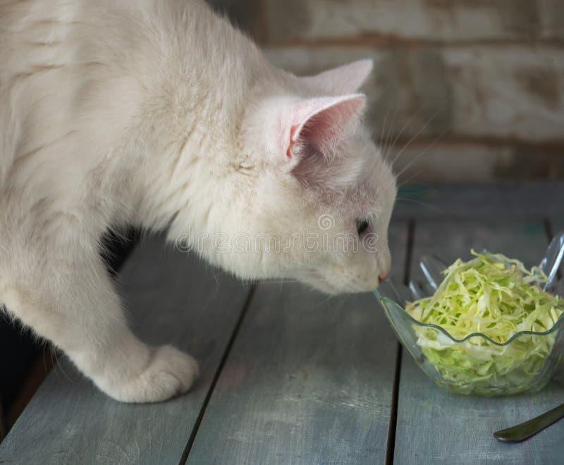 White cat tastes a cabbage salad standing on a table