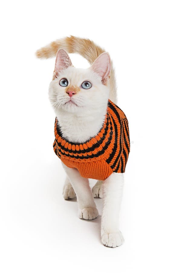white cat sweater