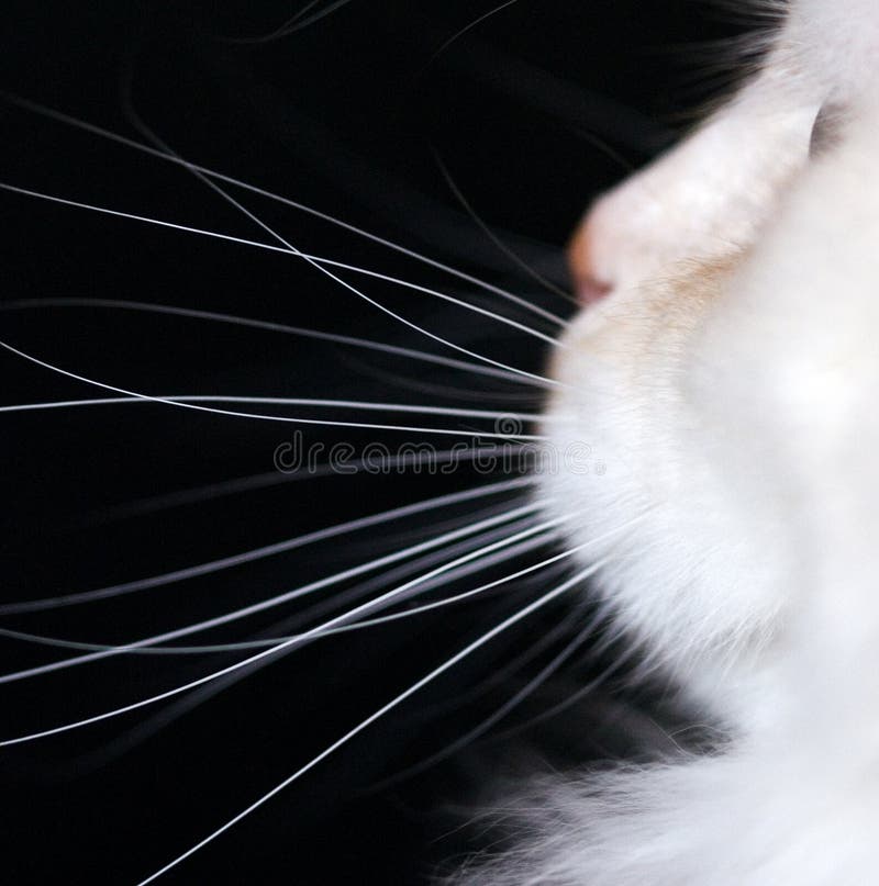 White Cat Whiskers
