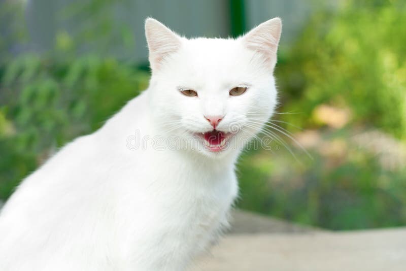 White cat yawning