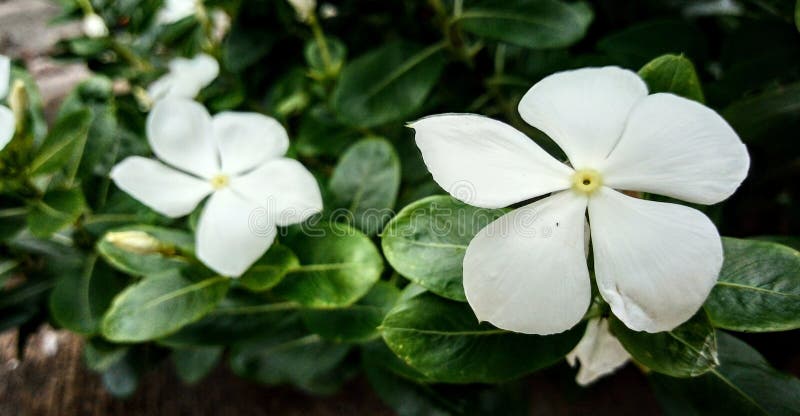 White Catharanthus Roseus stock photo. Image of catharanthus - 152193332 White Catharanthus Roseus stock photo. Image of catharanthus - 152193332