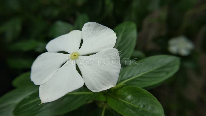 White Catharanthus Roseus stock photo. Image of catharanthus - 152193332 White Catharanthus Roseus stock photo. Image of catharanthus - 152193332