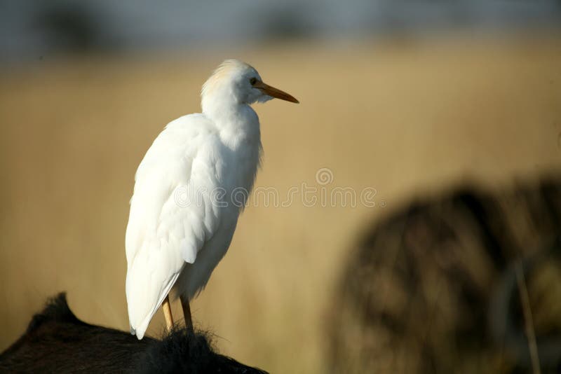 White Cattle Egret