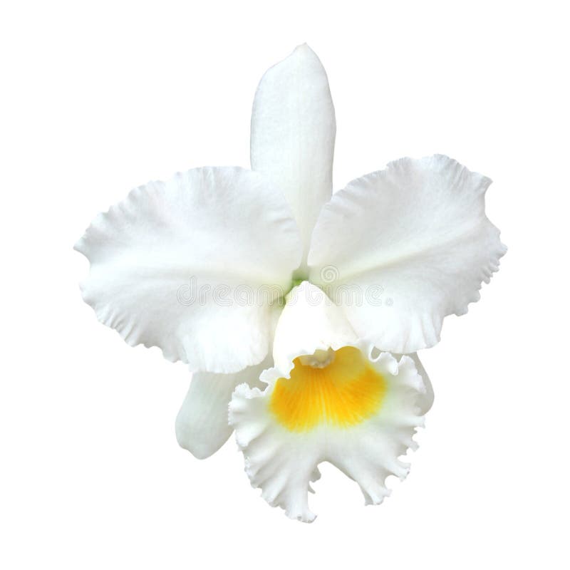 White Cattleya orchid stock photo. Image of flora, profile - 26958782