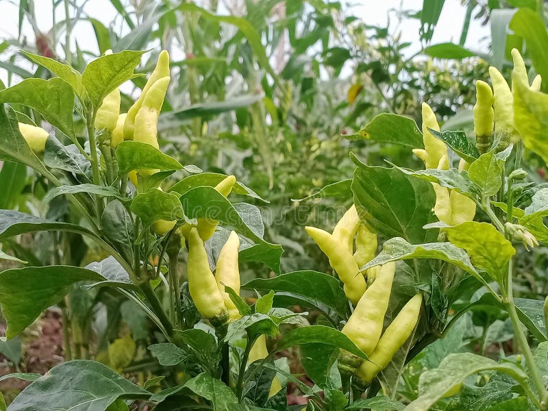 White Cayenne Pepper that Has Been Fruitful Stock Photo Image of
