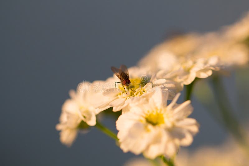 White Chamomile Flower Pollination by Fly Insect Stock Photo Image of insect, lawn 89158808