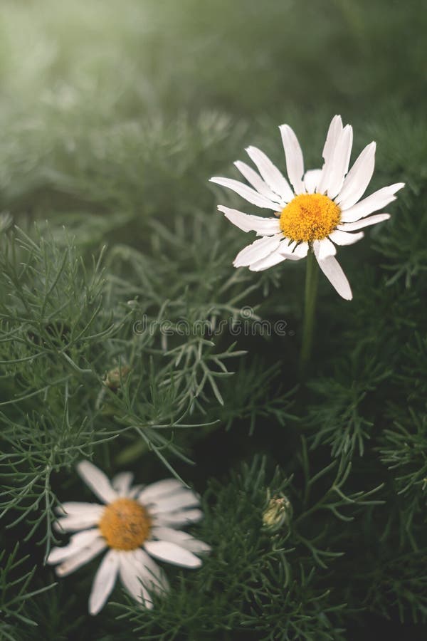 White chamomile in green royalty free stock photos