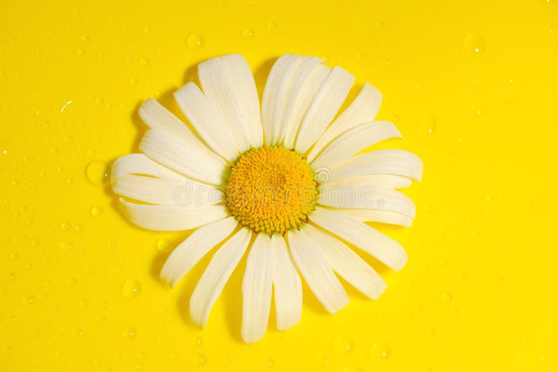 white chamomile on yellow water drop background, summer colors