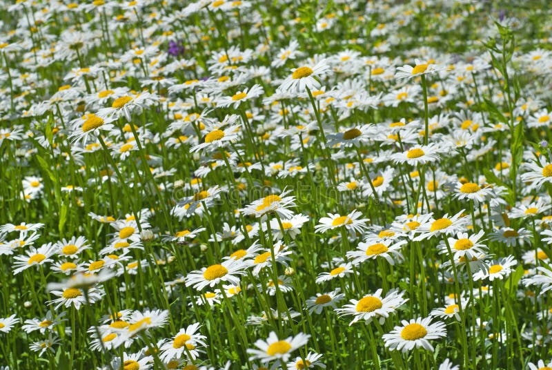 White chamomiles on green meadow