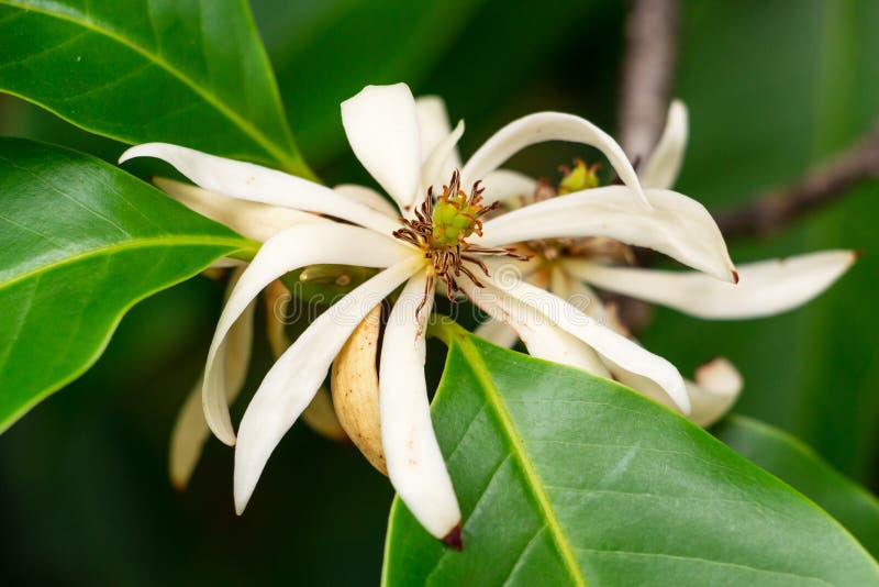 Magnolia flower essential oil, Magnolia alba- Magnolia essential oil, white  champaca -Natural Magnolia flower oil, white champaca oil