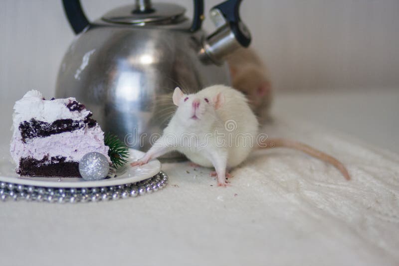 white-charismatic-cute-rat-eating-cake-concept-white-charismatic-cute-rat-eating-cake-concept-170989614.jpg