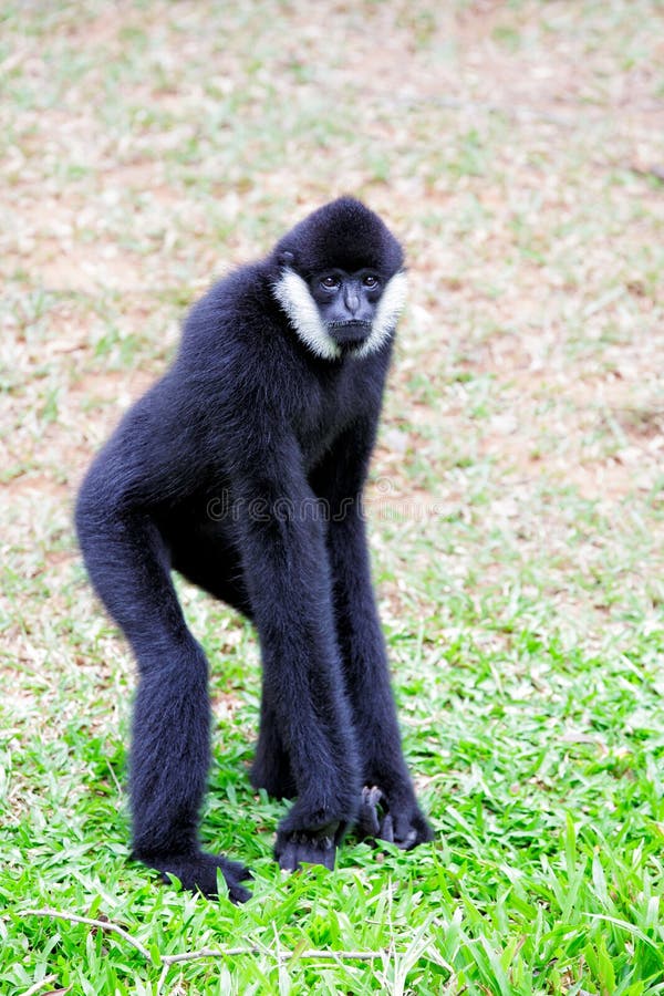 White Cheeked Gibbon