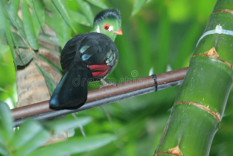 White-cheeked turaco